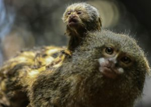 Un ouistiti pygmée âgé de 2 jours se tient sur le dos de son pèere dans le zoo Sante fe de Medellin (Colombie), le 21 mars 2018, © AFP Joaquin SARMIENTO